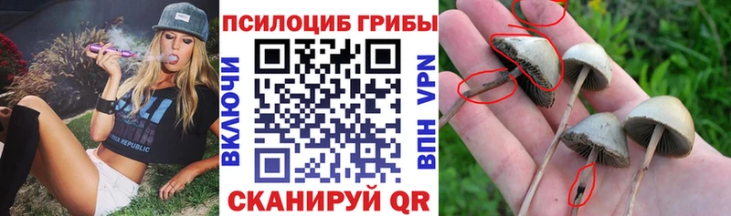 Купить закладки Талдом Псилоцибиновые грибы Magic Shrooms